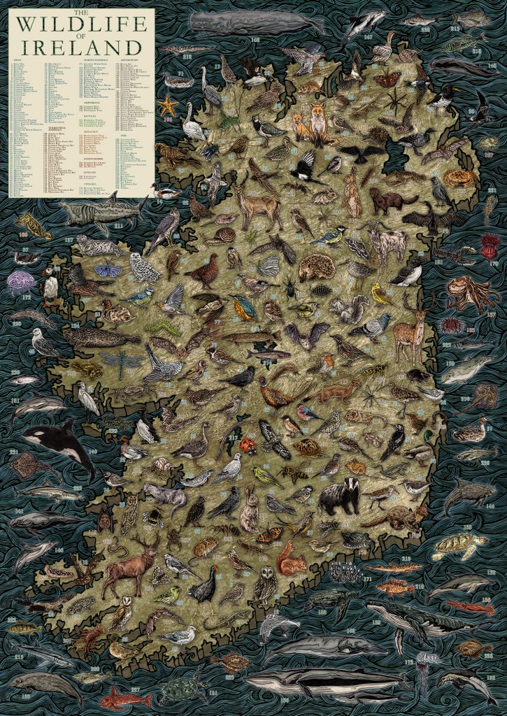 Highly detailed, educational and colourful hand drawn illustrated map of Ireland and Irish wildlife, animals, sea / marine life, fish, birds, insects, mammals, drawn in pen and ink and digitally coloured in Photoshop by Berlin based artist John Rooney