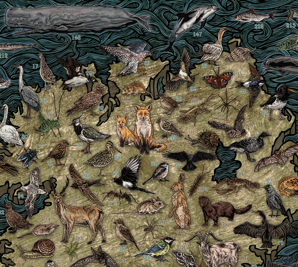 Wildlife Maps – john rooney illustration