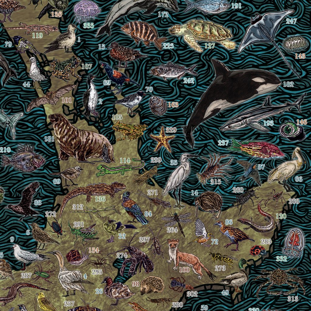 Highly detailed, educational and colourful hand drawn illustrated map of New Zealand and Kiwi wildlife, animals, sea / marine life, fish, birds, insects, mammals, drawn in pen and ink and digitally coloured in Photoshop by Berlin based artist John Rooney. 